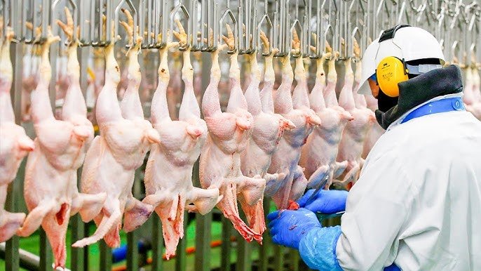 В Таджикистан из России за неделю импортировано 19 тонн мяса птицы